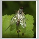 Rhagio maculatus - Schnepfenfliege m04b.jpg